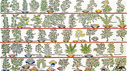 藏藥資源分布、發(fā)展史
